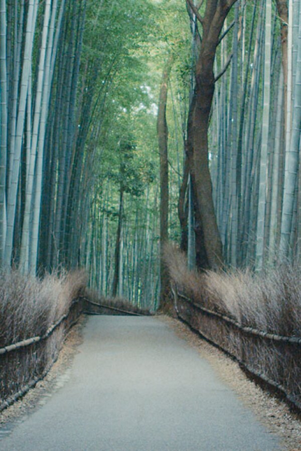 Bamboo forest in Kyoto. | Still © Planetary Collective