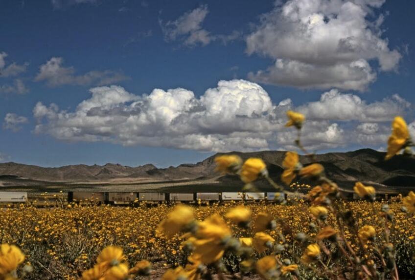 An eastbound Santa Fe moves through a field of wildflowers, en route to climbing Ash Hill and then on to Amboy and Needles. | Shirley Burman