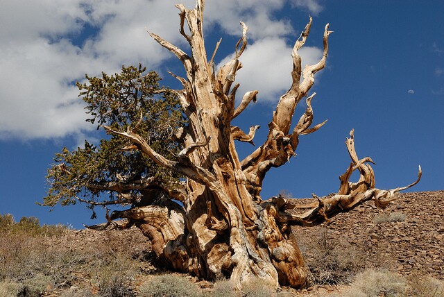 bristlecone-pine-bill-nye-2-26-14