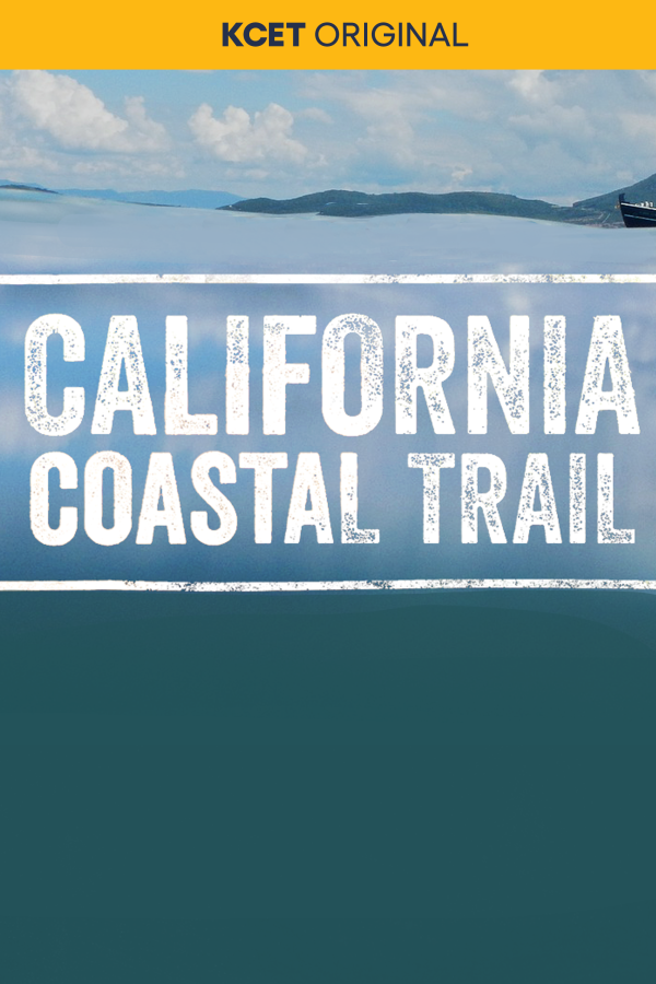 California Coastal Teail