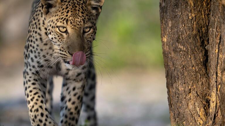 Big Cats, Small World