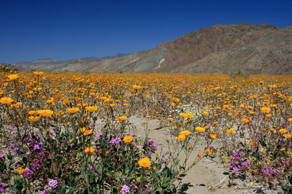 Anza_Borrego