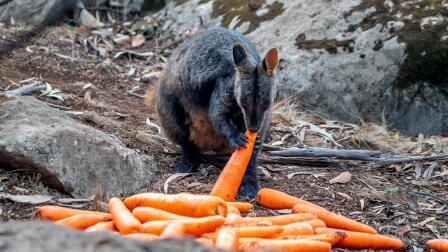 Australians rush to rescue wildlife imperiled by bushfires
