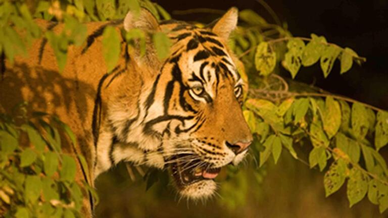 Broken Tail: A Tiger's Last Journey - Preview
