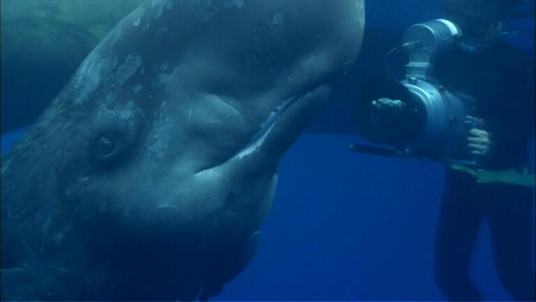 Visit from an Infant Sperm Whale