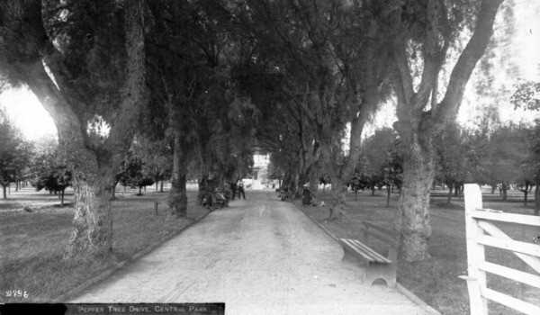 This avenue of pepper trees was one of Central Park's charms. Circa 1890 photograph courtesy of the USC Libraries - California Historical Society Collection.