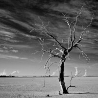 "Dead Tree, Nests & Thermal Plants," infrared exposure. Salton Sea, CA. 2014. | Photo: Osceola Refetoff.