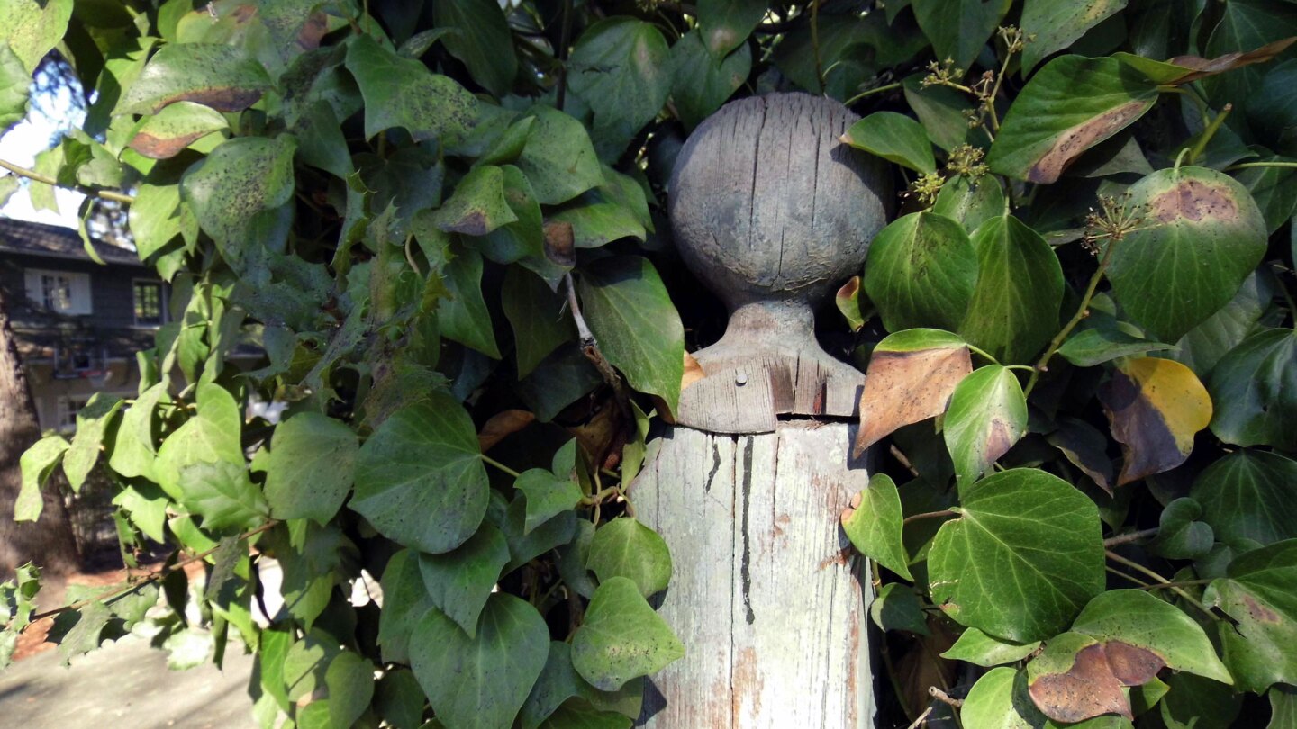 remaining ivy