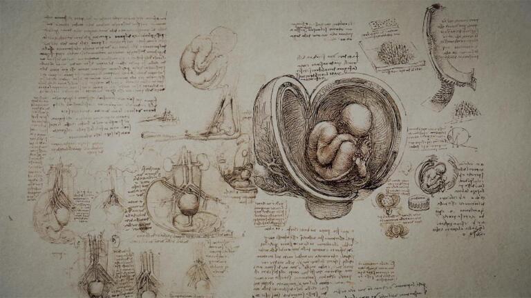 Leonardo's Anatomical Drawings