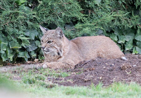 bobcat-10-14-13-thumb-600x417-61872