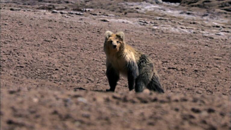 The Himalayan Bear and the Tibetan Fox