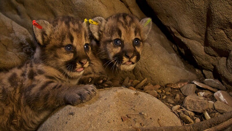 Puma kittens p50 p51 and-or p52