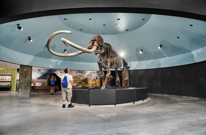O fosilă de mamut columbian expusă într-o cameră circulară, în formă de cupolă. Mamutul are colți mari care se întind înainte și întreaga fosilă este așezată pe un piedestal în centrul încăperii. Un bărbat chiar sub fosilă privește în sus prin colții mamut. O femeie în lateral face o fotografie cu telefonul ei.