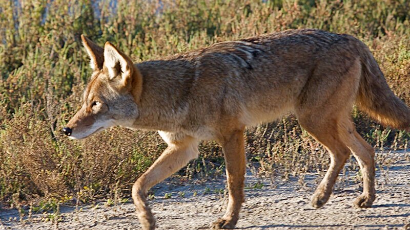 Coyote at Bolsa Chica wetlands | Photo: Teddy Llovet, some rights reserved
