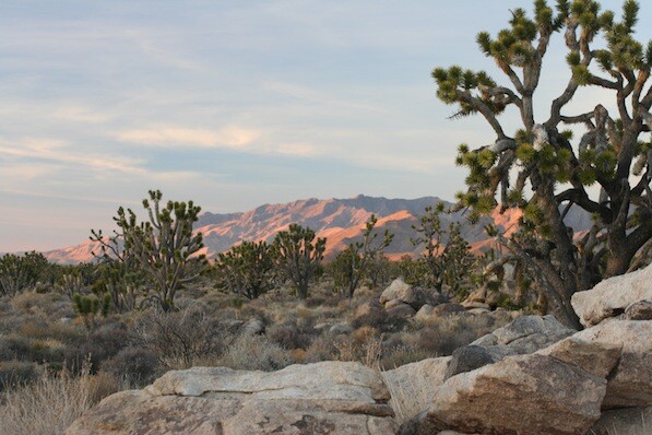 There are some ancient plants in this photo, but not the ones you're guessing. | Chris Clarke photo