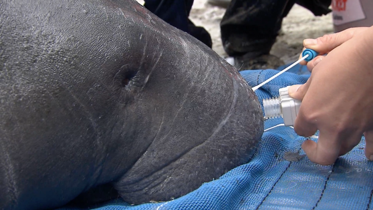 Manatees: Conserving a Marine Mammal