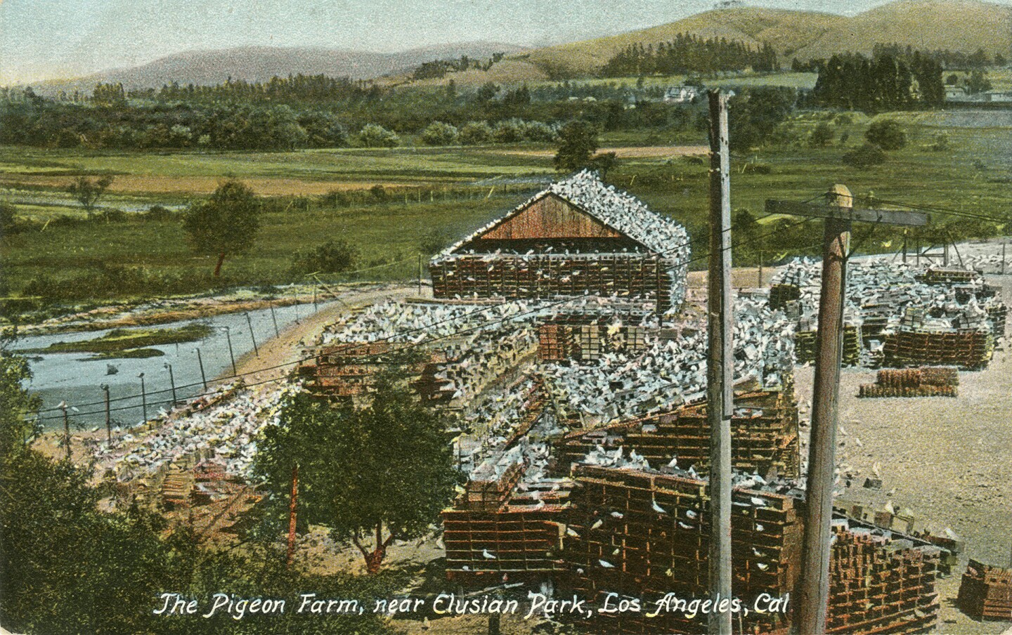 Pigeon Farm postcard
