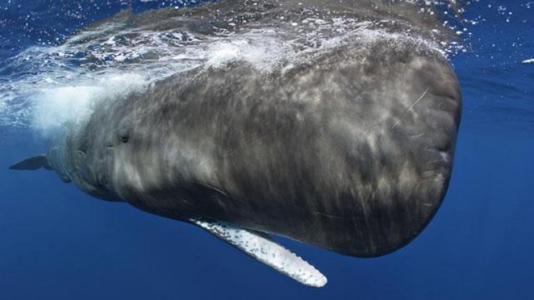 Ocean Giants, "Voices of the Sea" - Preview