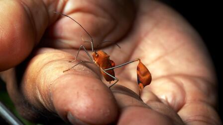 Ummat Somjee Researches Flag-Footed Bugs in Panamá