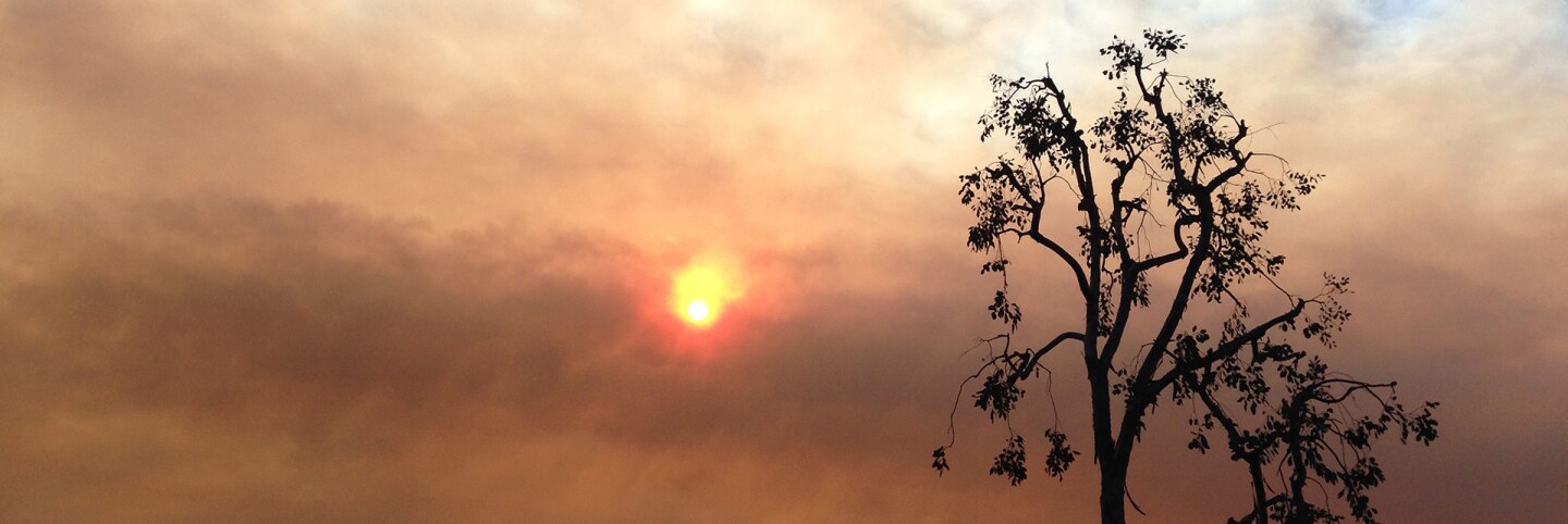 Tree and Smoky Sky, Obscured Sun