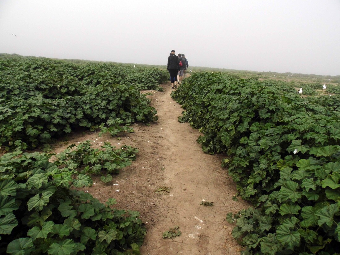 Anacapa Island