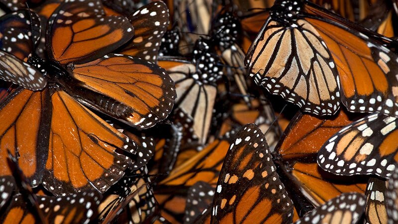 Monarch butterflies at Pismo Beach | Photo: Alice Cahill, some rights reserved