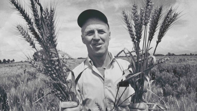 Norman Borlaug in a Mexican wheat field, holding bunches of the so-called “miracle” wheat that he developed by crossing a native Mexican strain with a Japanese dwarf variety. 1970. | "The Man Who Tried to Feed the World: American Experience"