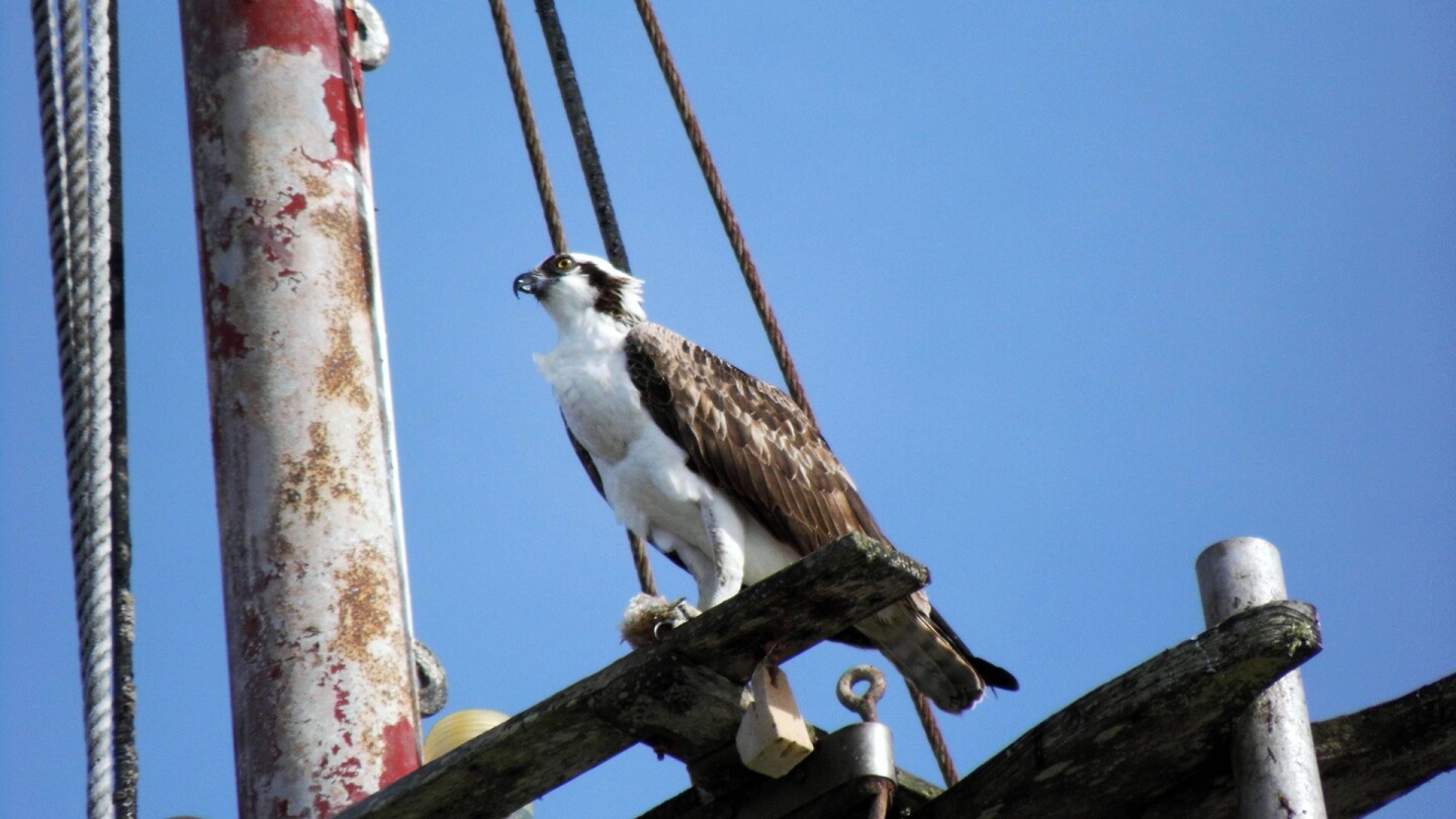 osprey