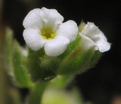 Popcorn flower | Photo: NPS