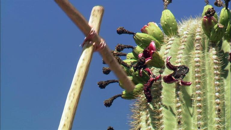 Living Traditions of the Tohono O'odham