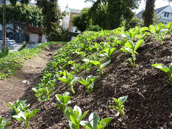 Hayes Valley Farm, San Francisco | Photo by <a href="https://www.flickr.com/photos/cjmartin/">Chris Martin</a>/Flickr/<a href="https://creativecommons.org/licenses/by/2.0/">Creative Commons