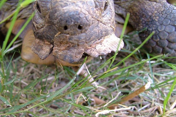 Extreme overgrown beak on a desert tortoise fed soft foods.  Photo: Don Williams