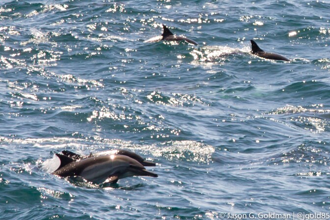 dolphins-4-12-16.jpg