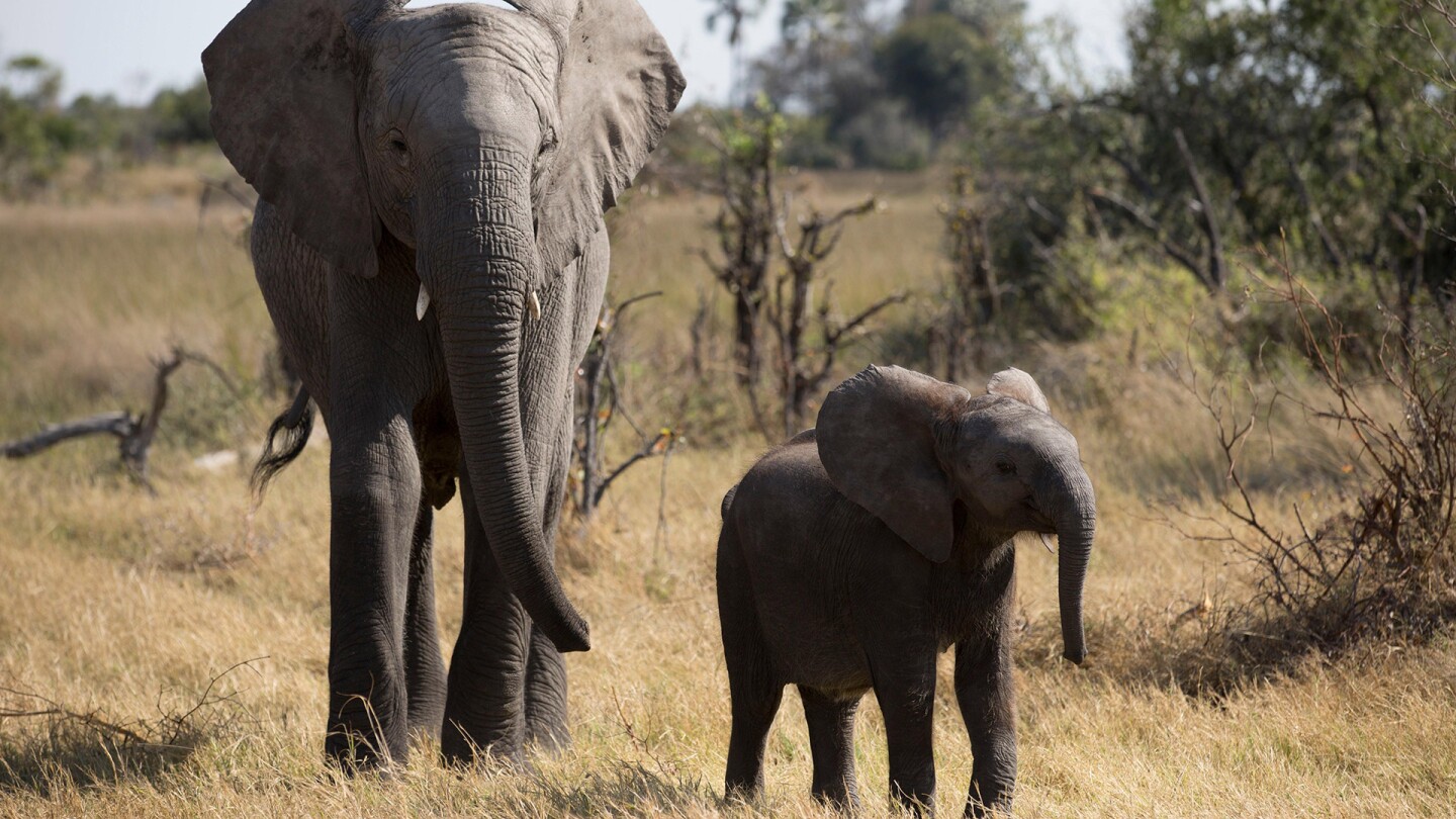 An adult elephant and a baby elephant named Naledi stand near each other. | From a preview of "Nature: Naledi - One Little Elephant""