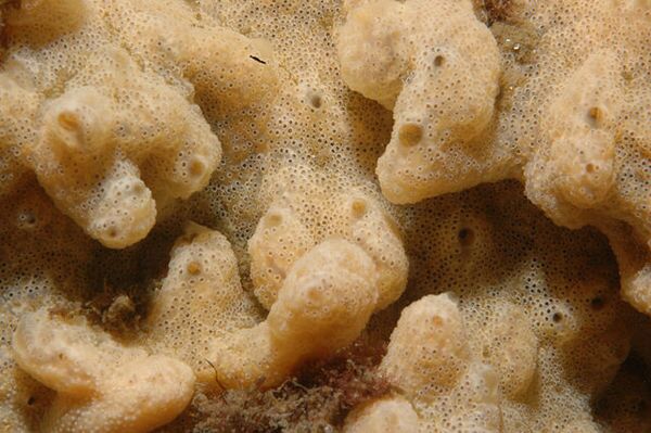 640px-Tunicate_colony_of_Didemnum_vexillum-thumb-600x399-79334