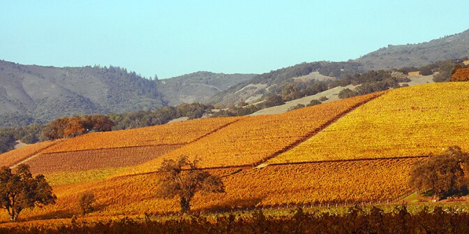 sonoma-vineyard-9-10-16.jpg