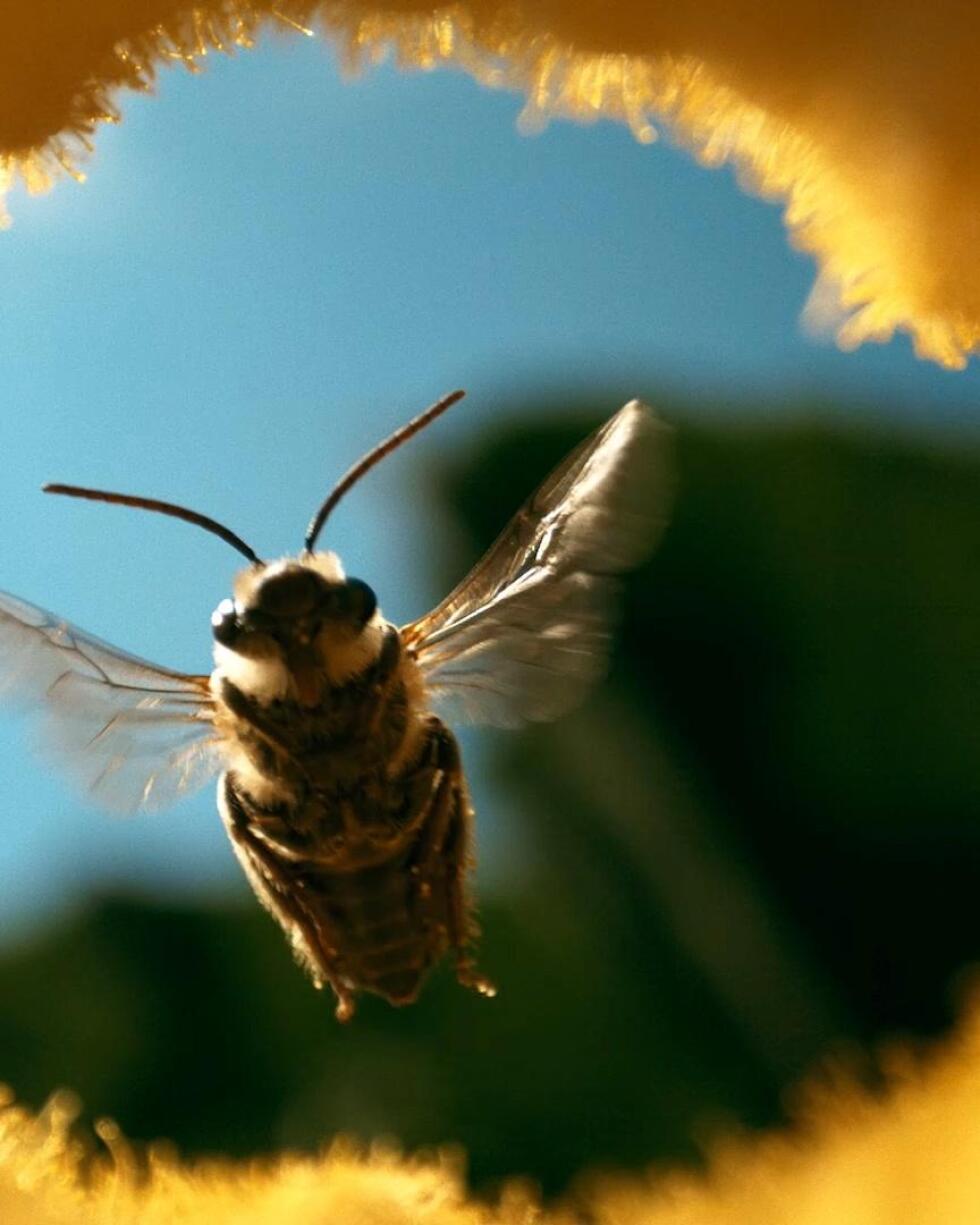 The Honey Trap