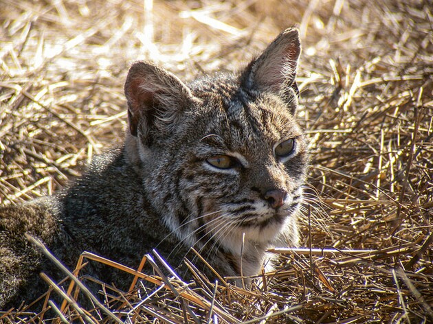 biobcat-trapping-banned-8-5-15-thumb-630x472-96095