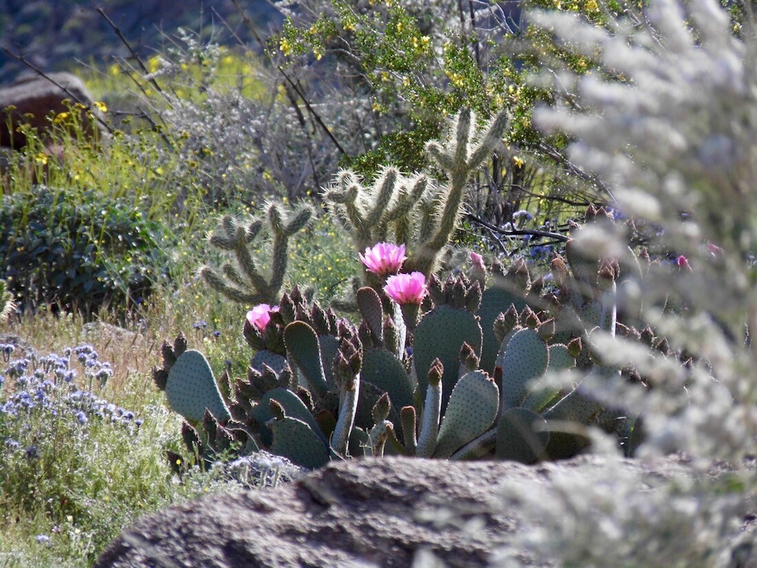 Beavertail Cactus
