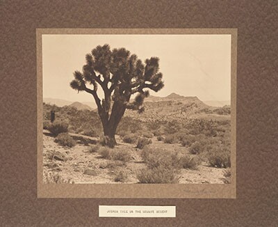 A Joshua tree in the Mojave Desert | The Frederick Monsen Ethnographic Indian Photographs/Huntington Digital Library