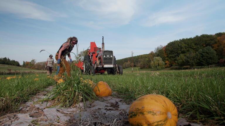 Prairie Farm Pumpkin Harvest
