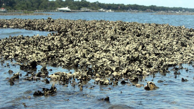 Like coral reefs, wild oyster beds provide habitat for many other marine species. And like corals, oysters are threatened by ocean acidification. | Photo: iStock/Pam Schodt