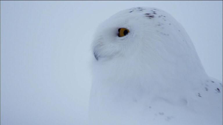 Owl of the Arctic
