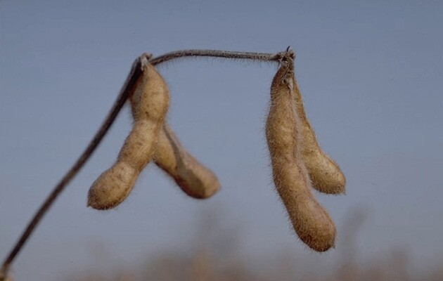 soybeans-monsanto