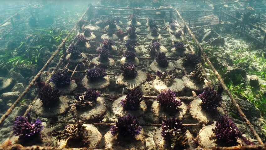 coral reefs purple