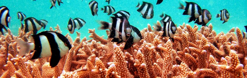 Damselfish on a reef in the Maldives | Photo: Sleepy Chinchilla, some rights reserved
