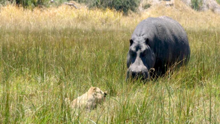 Hippos Battle Lions and Hyenas Over Carcass