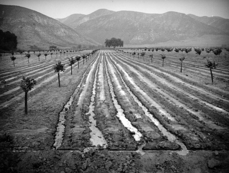 The mountains form the backdrop to this grove of baby orange trees in the San Fernando Valley. Channels between the rows are filled with water, demonstrating one method of irrigation. (1937)