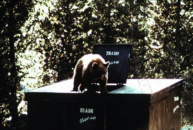 problem-bear2-12-13-15-thumb-630x424-100083