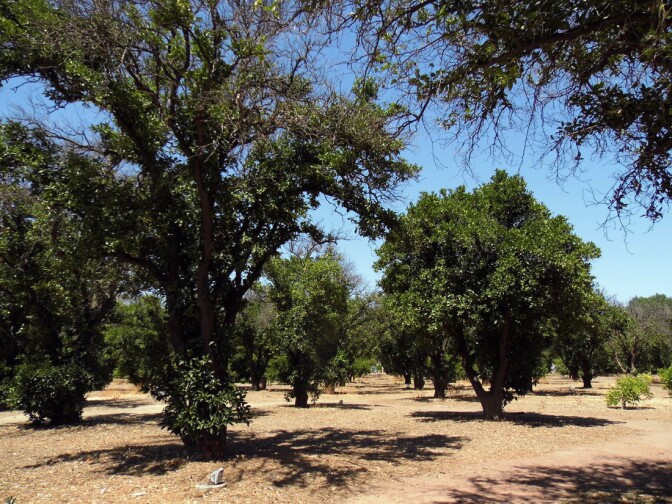 Orange Grove, Northridge